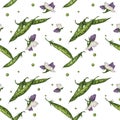 Seamless pattern with green pea pods, peas and purple flowers hand-painted in watercolor on a white background Royalty Free Stock Photo