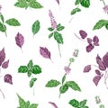 Seamless pattern with green an purple basil leaves and inflorescences hand drawn on white background. Backdrop with