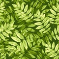 Seamless pattern with green rowan leaves. Vector illustration