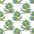 Seamless pattern green succulent cotyledon home plant on white background. Art creative hand drawn object for card