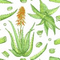 Seamless pattern with hand drawn Aloe vera lives and flower in green and red color isolated on white background. Retro Royalty Free Stock Photo