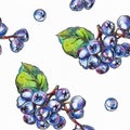 Seamless pattern with hand drawn black chokeberry berries on white textured paper. Royalty Free Stock Photo