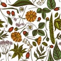 Seamless pattern with hand drawn colored aloe, calendula, lily of the valley, nettle, strawberry, valerian Royalty Free Stock Photo