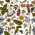 Seamless pattern with hand drawn colored angelica, basil, juniper, hypericum, rosemary, turmeric