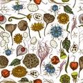 Seamless pattern with hand drawn colored black caraway, feather grass, helichrysum, lotus, lunaria, physalis