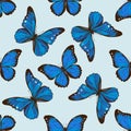 Seamless pattern with hand drawn colored morpho menelaus, morpho rhetenor cacica