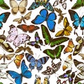 Seamless pattern with hand drawn colored papilio ulysses, morpho menelaus, graphium androcles, morpho rhetenor cacica Royalty Free Stock Photo