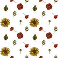 Seamless pattern with hand drawn colored poppy flower, gerbera, sunflower, milkweed, dahlia, veronica Royalty Free Stock Photo