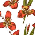 Seamless pattern with hand drawn colored tigridia Royalty Free Stock Photo