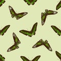 Seamless pattern with hand drawn colored trogonoptera brookiana