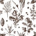 Seamless pattern with hand drawn herbs and spices