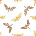 Seamless pattern with hand drawn pastel ambulyx moth, white-banded hunter hawkmoth