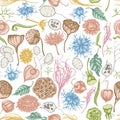 Seamless pattern with hand drawn pastel black caraway, feather grass, helichrysum, lotus, lunaria, physalis