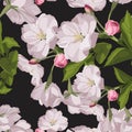 Seamless pattern with hand drawn sakura flowers with green leaves. Royalty Free Stock Photo