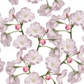 Seamless pattern with hand drawn sakura flowers. Royalty Free Stock Photo