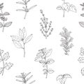 Seamless pattern with hand drawn spicy herbs. Monochrome kitchen background