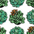 Seamless pattern with hand drawn succulents on white background