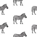 Seamless pattern with hand drawn zebra vector illustration.