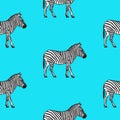 Seamless pattern with hand drawn zebra vector illustration.