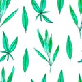 Seamless pattern with hand painted watercolor sage isolated on white