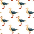 Seamless pattern of hand-painted watercolor seagulls on a white background.