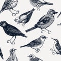 Seamless pattern with hand-sketched detailed birds illustrations in engraved style. Passerine Birds background. Wildlife drawings