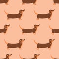 Seamless pattern. Happy dachshund walks and smiles. Vector