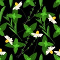 Seamless pattern herbal mint and chamomile llustration on black background