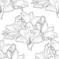 Seamless pattern is hippeastrum amaryllis flower vector illus