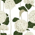 Seamless pattern with hydrangea flowers. Wild hortensia flower. Royalty Free Stock Photo