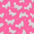 Seamless pattern and icon of persian breed cat for different design.