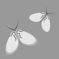 Illustration on a square background - a pair of happy moths in flight. Valentine Day, gift, congratulations, love