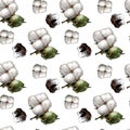 Seamless pattern with the image of a cotton plant Royalty Free Stock Photo