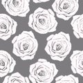 Seamless pattern of isolated white roses on a grey background. Royalty Free Stock Photo
