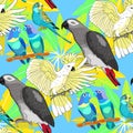 Seamless pattern Jaco, Lovebird, wavy parrot kakadu. Vector illu