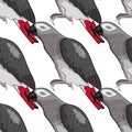 Seamless pattern Jaco parrot the red-with shadows Africa. Vector