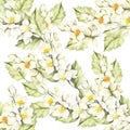 Seamless pattern with Jasmine. Hand draw watercolor illustration