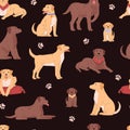 Seamless pattern with Labrador retriever in different poses, vector cartoon cute brown dog and puppy, breed pet on black Royalty Free Stock Photo