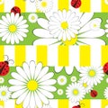 Seamless pattern with ladybirds and chamomile Royalty Free Stock Photo