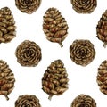 Seamless pattern with larch cones. Watercolor illustration isolated on white background. Royalty Free Stock Photo