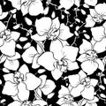 seamless pattern of large white silhouettes of orchids on a black background Royalty Free Stock Photo