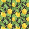 Seamless pattern with lemon fruit and leaves. Citrus. Watercolor illustration. The print is used for Wallpaper design