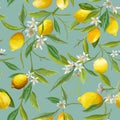 Seamless Pattern. Lemon Fruits Background. Floral Pattern Royalty Free Stock Photo