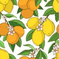 Seamless pattern with lemons oranges