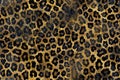 A seamless pattern of leopard print, with the dominant color being gold and black Royalty Free Stock Photo