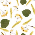 A seamless pattern of linden. Isolated elements Leaves