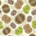 Seamless pattern with Lithops. Series of different succulent plants