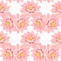 Seamless pattern lotus flower pink close up on a white background