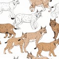 Seamless pattern with lynx wild cats Royalty Free Stock Photo