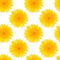 Seamless pattern made from dandelion yellow flowers isolated on white background.